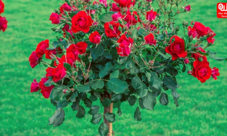 Rose Tree Care In Summer