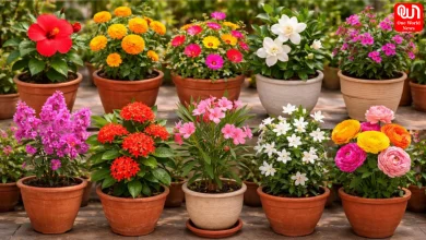 Summer Flowers For Balcony