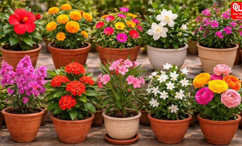 Summer Flowers For Balcony