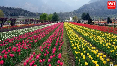 Tulip Bloom
