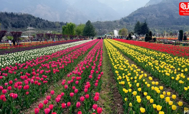 Tulip Bloom