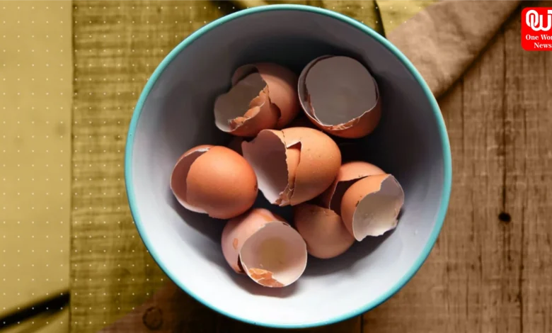 Eggshell Powder Calcium Benefits