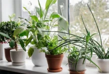 How To Cool Home Without AC