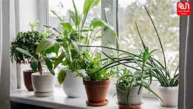 How To Cool Home Without AC
