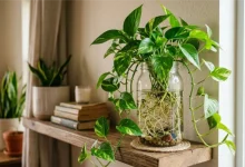 Money Plant Growth Tips