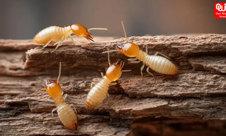Protect Wooden Furniture From Termites