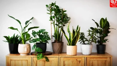 Air-Purifying Plants