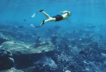 World Snorkeling Day 2026