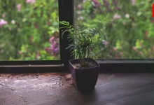 Plants Care in Monsoon