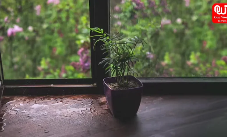 Plants Care in Monsoon