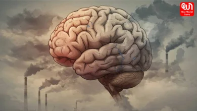 Air Pollution Effects On Brain