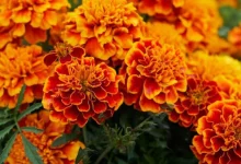 Marigold Flowers