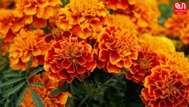 Marigold Flowers