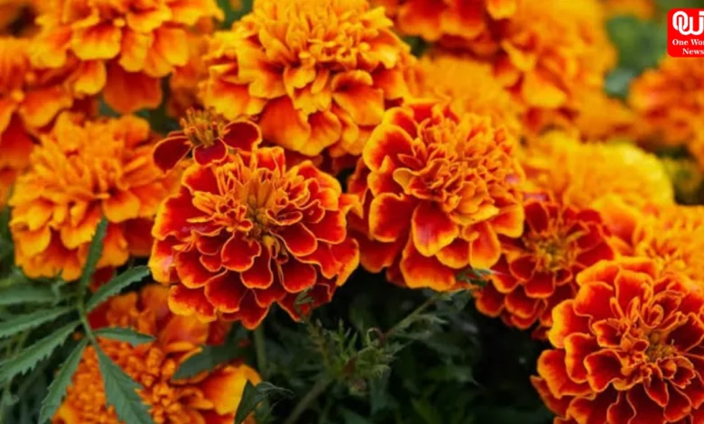 Marigold Flowers