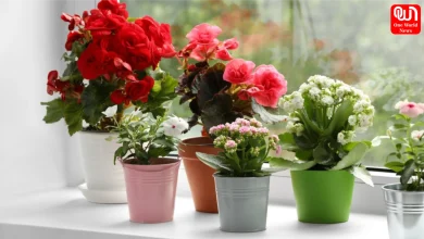 Indoor Plants For Summer