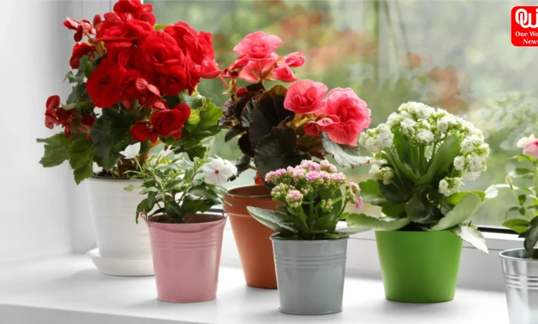 Indoor Plants For Summer