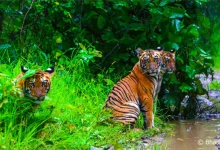 Monsoon Wildlife Safari