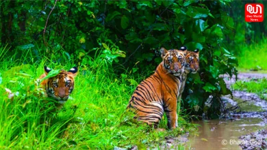 Monsoon Wildlife Safari