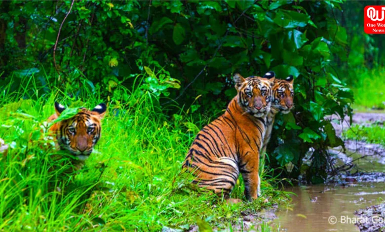 Monsoon Wildlife Safari