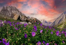Valley of Flowers