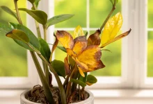 Yellow Leaves