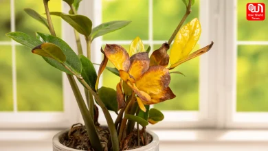 Yellow Leaves