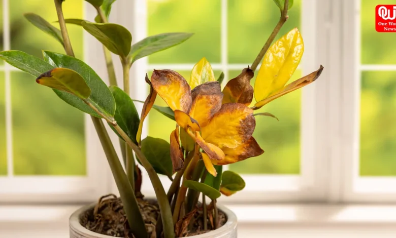 Yellow Leaves