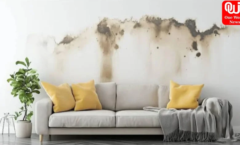 Home Remedies for Wall Dampness