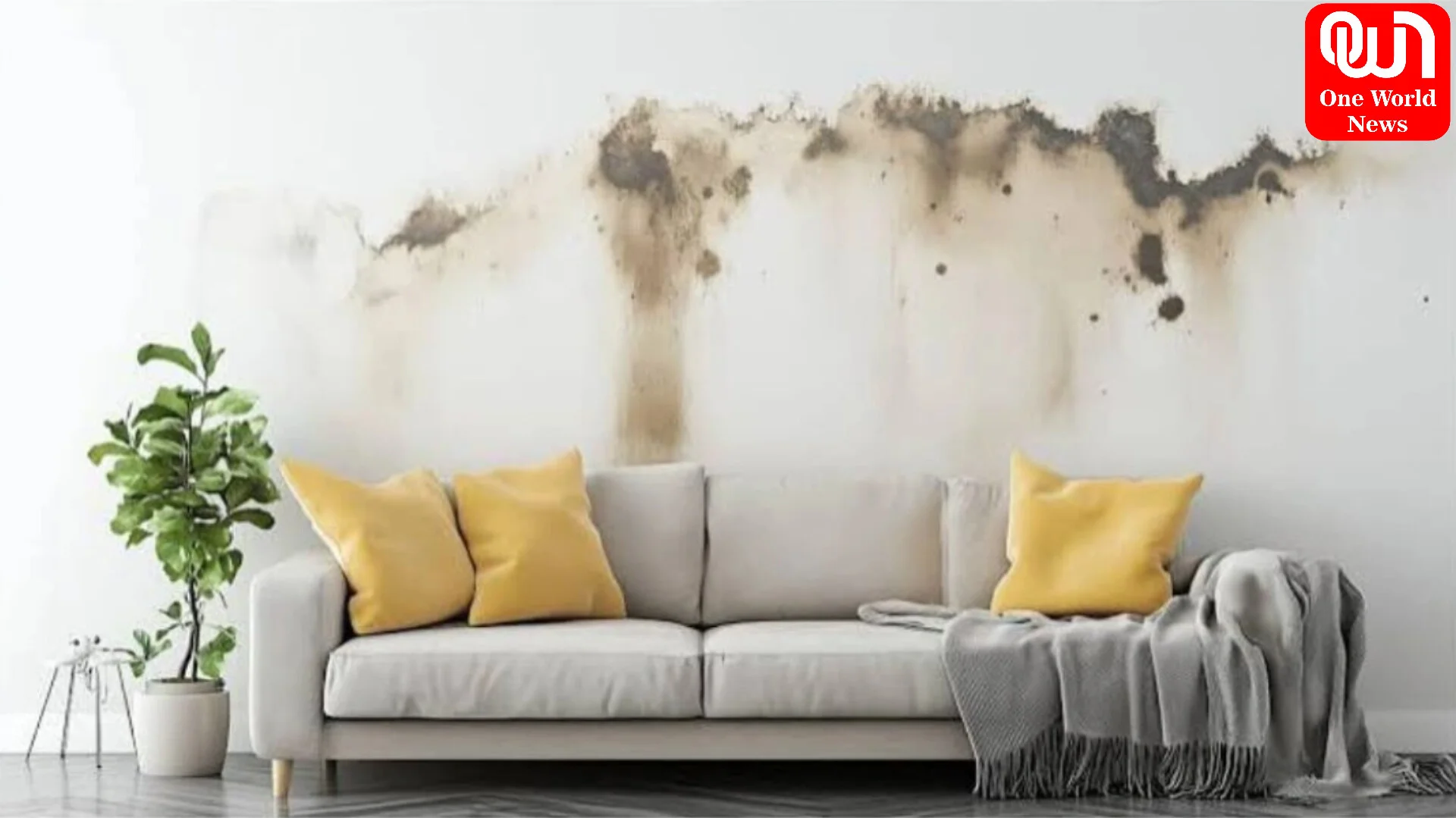 Home Remedies for Wall Dampness