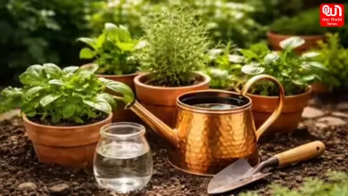 Copper Water For Plants