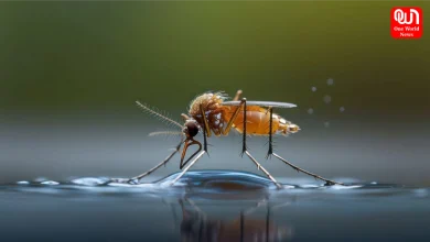 Dengue Malaria Prevention