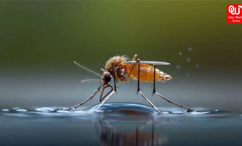 Dengue Malaria Prevention