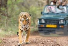 Jungle Safari In Monsoon