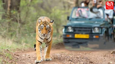 Jungle Safari In Monsoon