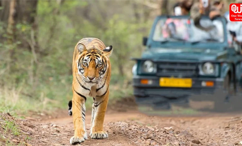 Jungle Safari In Monsoon