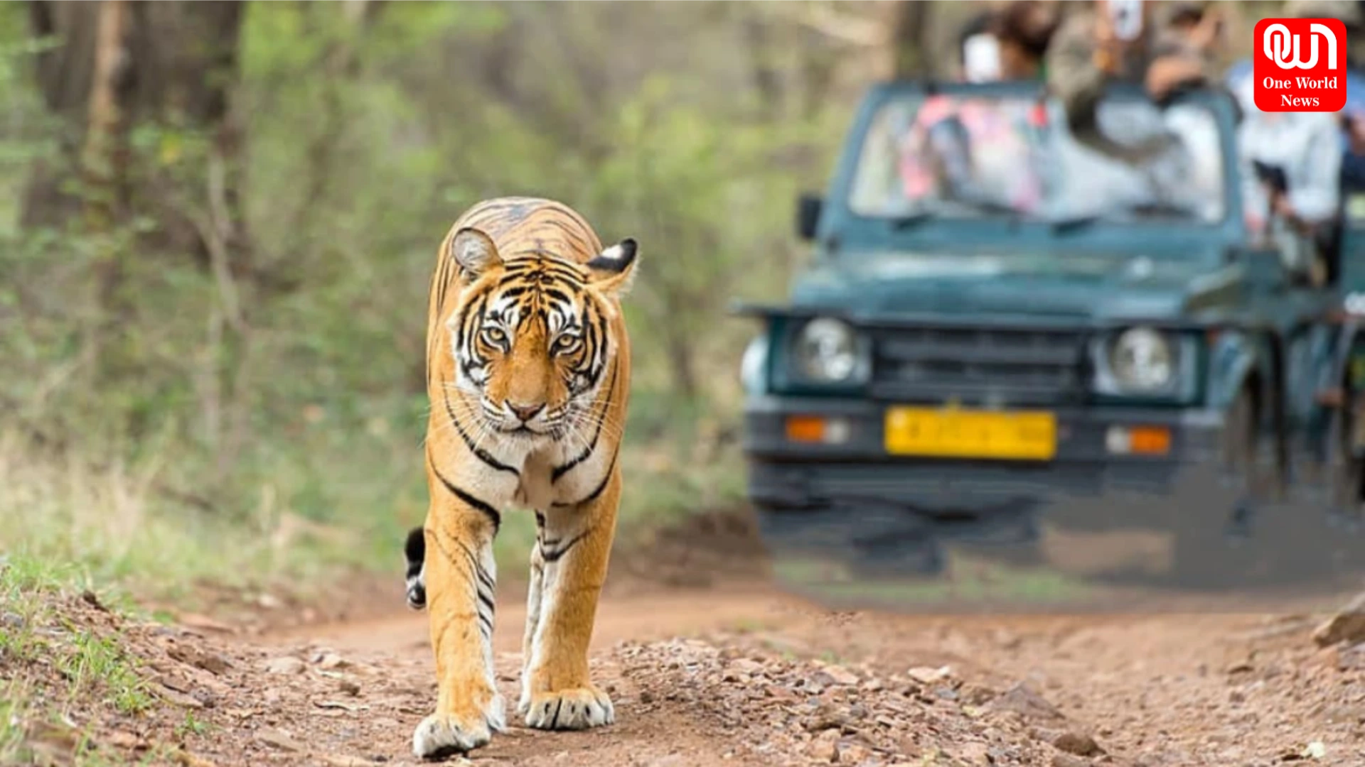 Jungle Safari In Monsoon