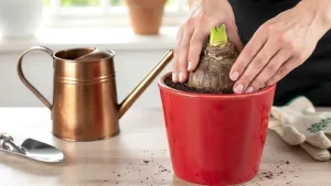 Copper Water For Plants