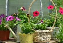 Monsoon Gardening Tips