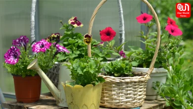 Monsoon Gardening Tips