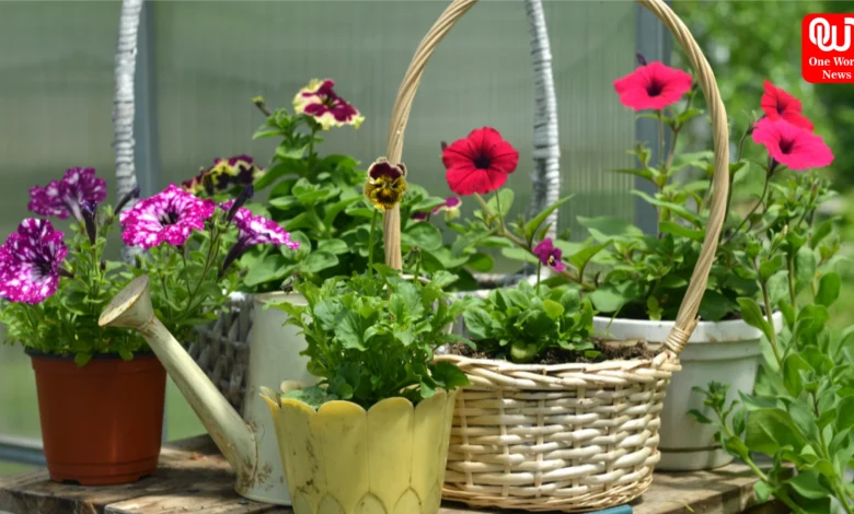 Monsoon Gardening Tips