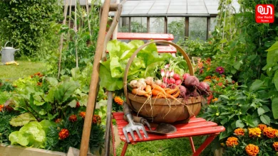Monsoon Gardening Tips