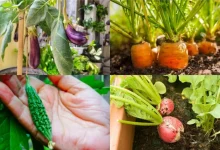 Monsoon Vegetable Buying Tips