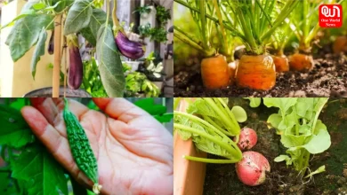 Monsoon Vegetable Buying Tips