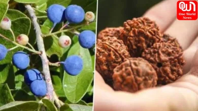 Rudraksha Plant