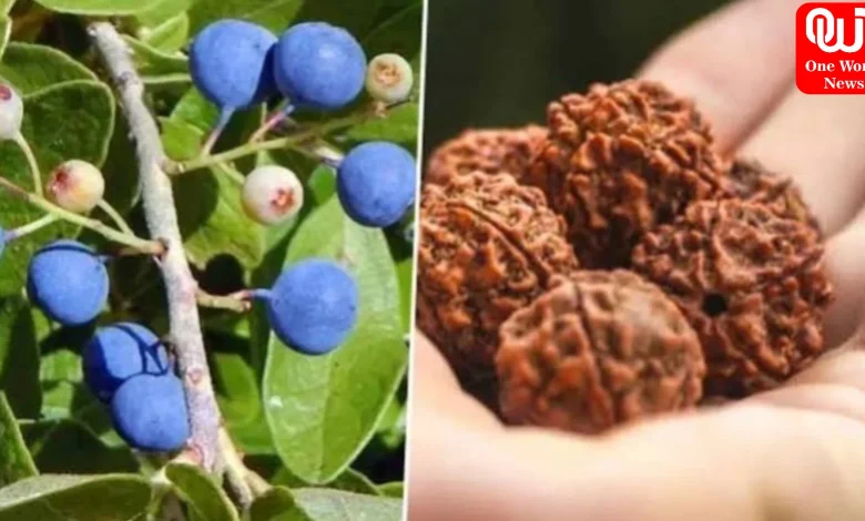Rudraksha Plant