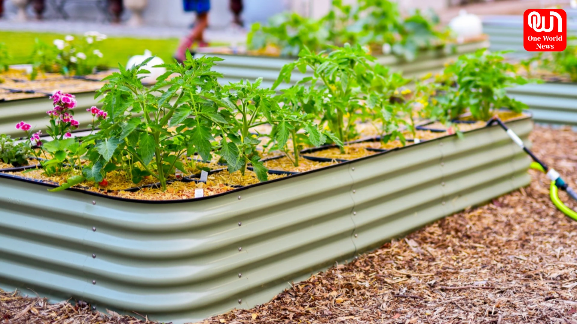 DIY Gardening Tips