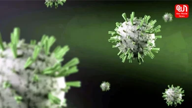 Dengue Virus