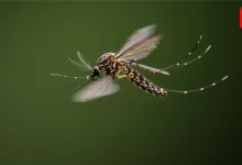 Mosquito Prevention Tips