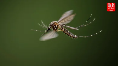 Mosquito Prevention Tips
