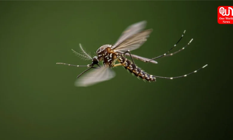 Mosquito Prevention Tips